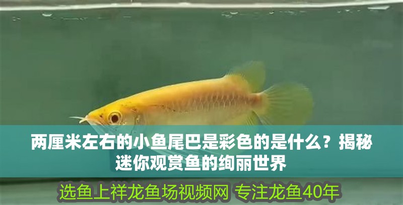 兩厘米左右的小魚尾巴是彩色的是什么？揭秘迷你觀賞魚的絢麗世界