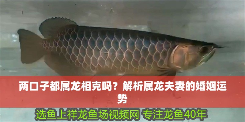 兩口子都屬龍相克嗎？解析屬龍夫妻的婚姻運勢