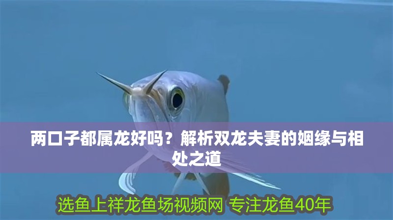 兩口子都屬龍好嗎？解析雙龍夫妻的姻緣與相處之道