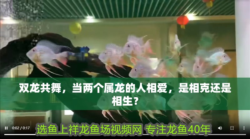 雙龍共舞，當兩個屬龍的人相愛，是相克還是相生？