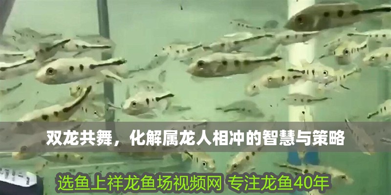 雙龍共舞,化解屬龍人相沖的智慧與策略 龍魚百科 第1張 雙龍共舞,化解屬龍人相沖的智慧與策略 雙龍共舞,化解屬龍人相沖的智慧與策略 龍魚百科 第1張