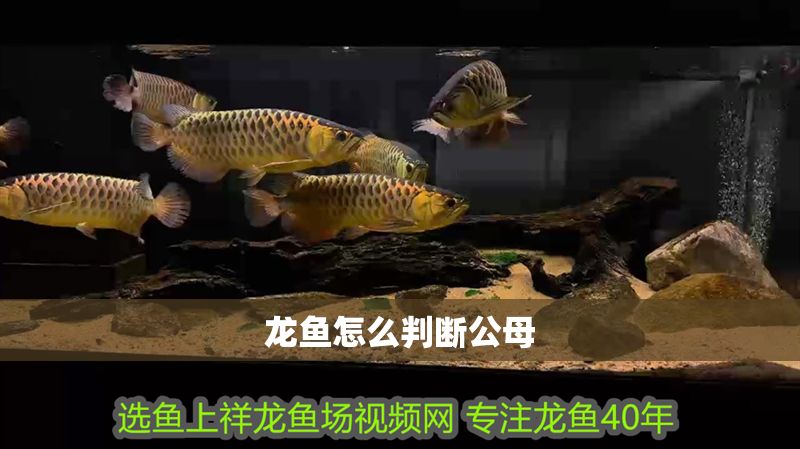 龍魚怎么判斷公母