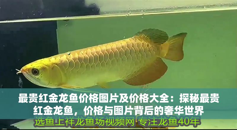 最貴紅金龍魚價格圖片及價格大全：探秘最貴紅金龍魚，價格與圖片背后的奢華世界