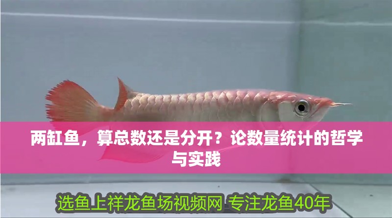 兩缸魚，算總數還是分開？論數量統計的哲學與實踐 兩缸魚，算總數還是分開？論數量統計的哲學與實踐 龍魚百科 第1張