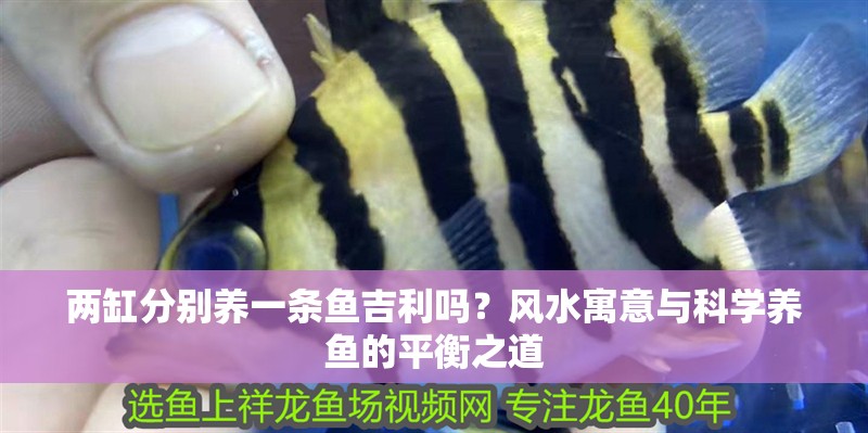 兩缸分別養一條魚吉利嗎？風水寓意與科學養魚的平衡之道