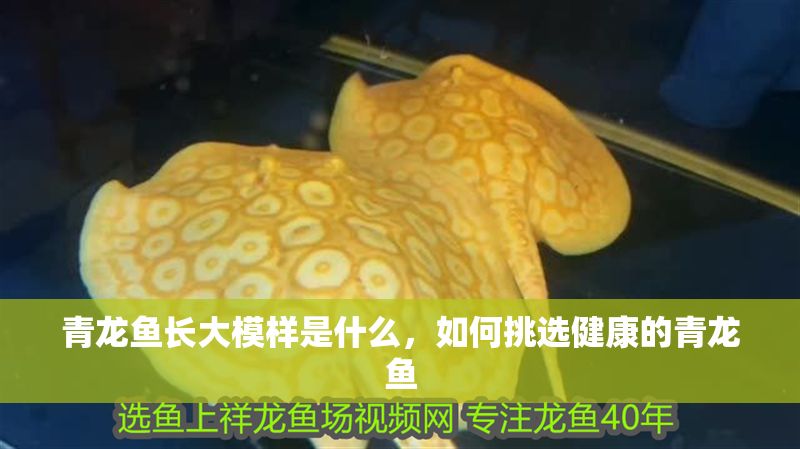 青龍魚長大模樣是什么，如何挑選健康的青龍魚