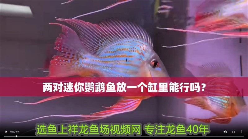 兩對迷你鸚鵡魚放一個缸里能行嗎？ 兩對迷你鸚鵡魚放一個缸里能行嗎？ 龍魚百科 第1張