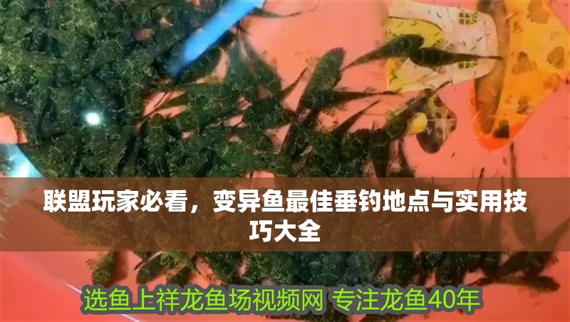 聯盟玩家必看,變異魚最佳垂釣地點與實用技巧大全 龍魚百科 第1張 聯盟玩家必看,變異魚最佳垂釣地點與實用技巧大全 聯盟玩家必看,變異魚最佳垂釣地點與實用技巧大全 龍魚百科 第1張