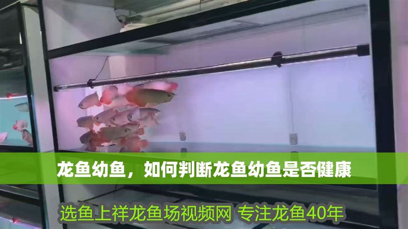 龍魚幼魚，如何判斷龍魚幼魚是否健康