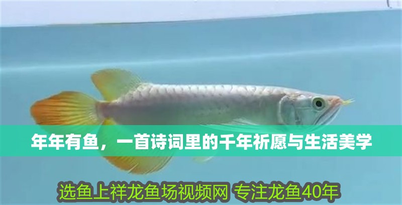 年年有魚，一首詩詞里的千年祈愿與生活美學