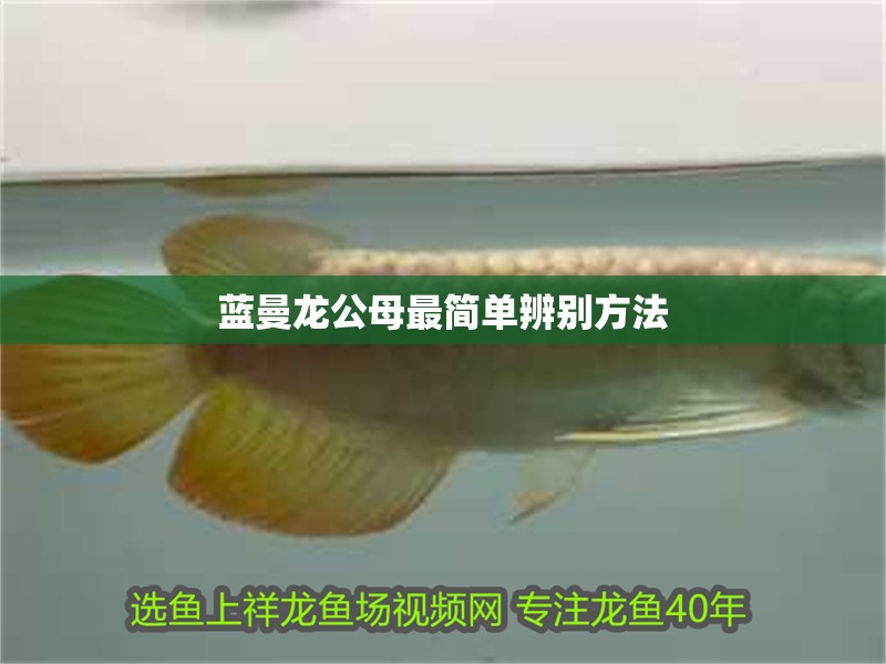 藍曼龍公母最簡單辨別方法