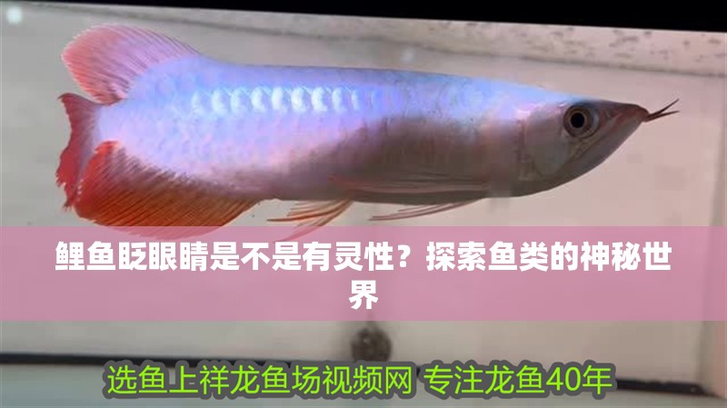 鯉魚眨眼睛是不是有靈性？探索魚類的神秘世界