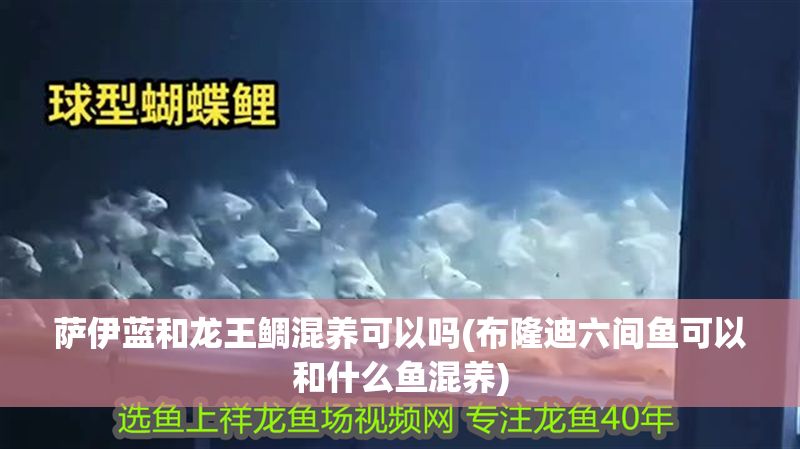 薩伊藍和龍王鯛混養可以嗎(布隆迪六間魚可以和什么魚混養)