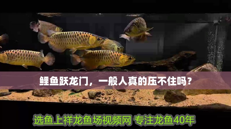 鯉魚躍龍門，一般人真的壓不住嗎？