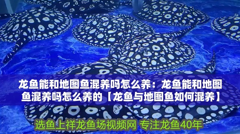龍魚(yú)能和地圖魚(yú)混養(yǎng)嗎怎么養(yǎng)：龍魚(yú)能和地圖魚(yú)混養(yǎng)嗎怎么養(yǎng)的【龍魚(yú)與地圖魚(yú)如何混養(yǎng)】