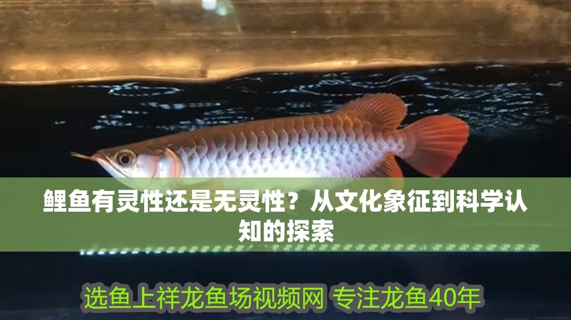 鯉魚有靈性還是無靈性？從文化象征到科學認知的探索 鯉魚有靈性還是無靈性？從文化象征到科學認知的探索 龍魚百科 第1張