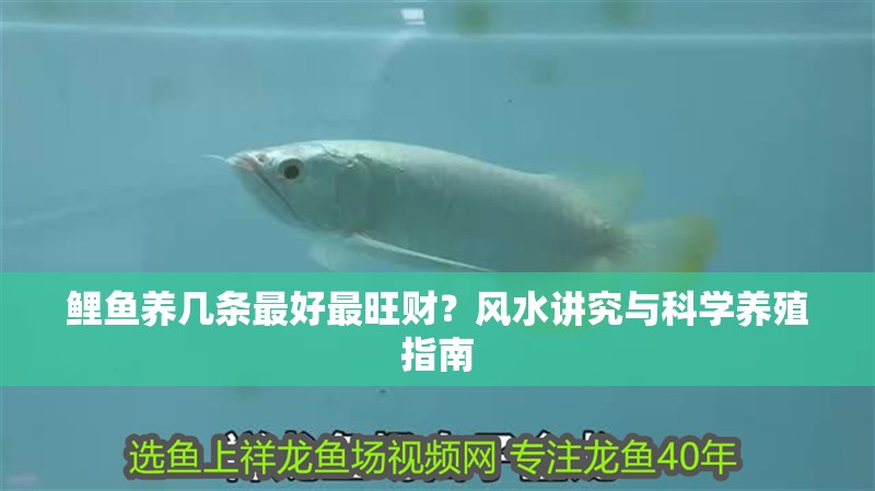 鯉魚養幾條最好最旺財？風水講究與科學養殖指南