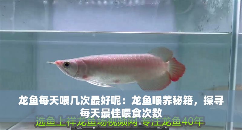 龍魚每天喂幾次最好呢：龍魚喂養秘籍，探尋每天最佳喂食次數