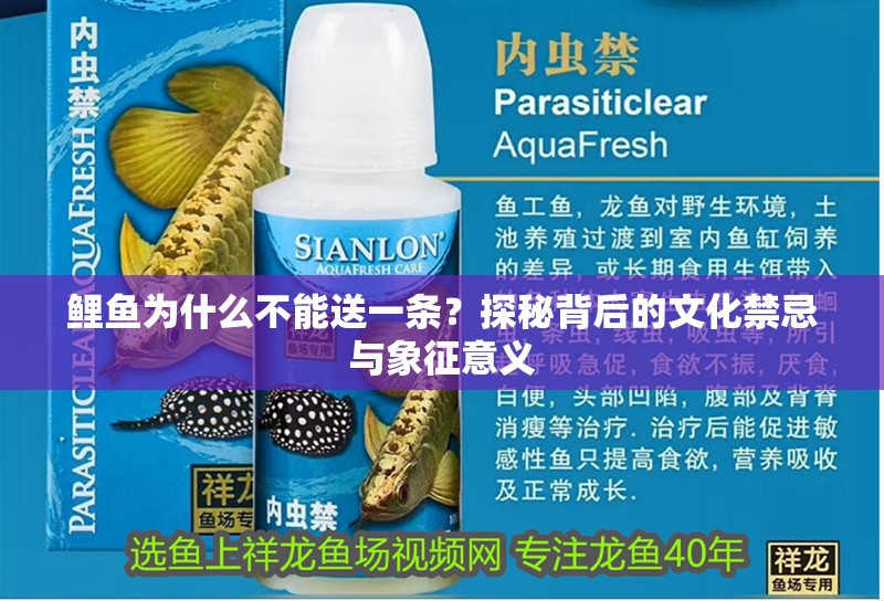 鯉魚為什么不能送一條？探秘背后的文化禁忌與象征意義