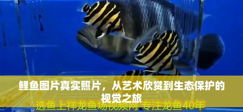 鯉魚(yú)圖片真實(shí)照片,從藝術(shù)欣賞到生態(tài)保護(hù)的視覺(jué)之旅 龍魚(yú)百科 第1張 鯉魚(yú)圖片真實(shí)照片,從藝術(shù)欣賞到生態(tài)保護(hù)的視覺(jué)之旅 鯉魚(yú)圖片真實(shí)照片,從藝術(shù)欣賞到生態(tài)保護(hù)的視覺(jué)之旅 龍魚(yú)百科 第1張