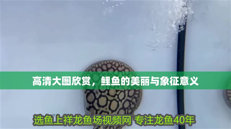 高清大圖欣賞，鯉魚的美麗與象征意義