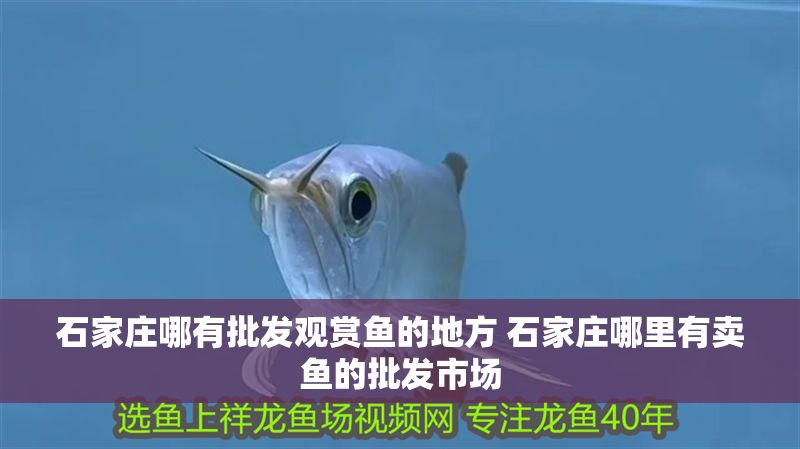 石家莊哪有批發(fā)觀賞魚的地方 石家莊哪里有賣魚的批發(fā)市場