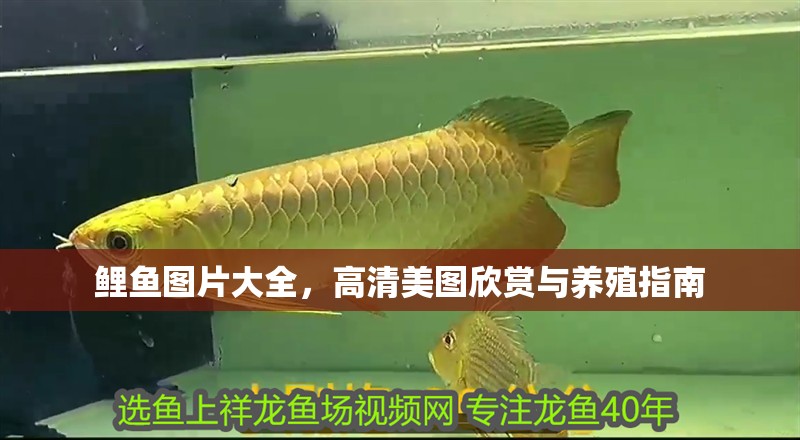鯉魚圖片大全，高清美圖欣賞與養(yǎng)殖指南 鯉魚圖片大全，高清美圖欣賞與養(yǎng)殖指南 龍魚百科 第1張