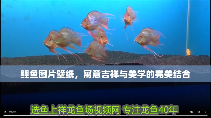 鯉魚圖片壁紙，寓意吉祥與美學的完美結合