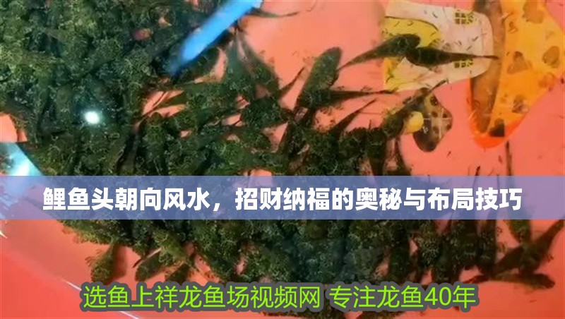 鯉魚頭朝向風水，招財納福的奧秘與布局技巧 鯉魚頭朝向風水，招財納福的奧秘與布局技巧 龍魚百科 第1張