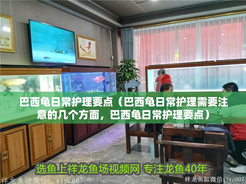 巴西龜日常護理要點（巴西龜日常護理需要注意的幾個方面，巴西龜日常護理要點）