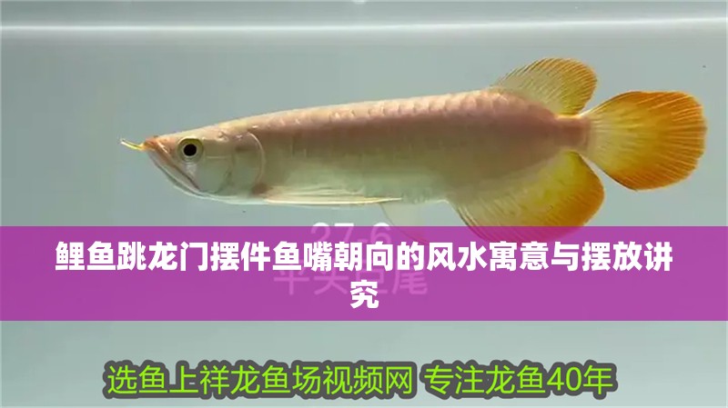 鯉魚跳龍門擺件魚嘴朝向的風水寓意與擺放講究 龍魚百科 第1張 鯉魚跳龍門擺件魚嘴朝向的風水寓意與擺放講究 鯉魚跳龍門擺件魚嘴朝向的風水寓意與擺放講究 龍魚百科 第1張