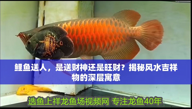 鯉魚送人，是送財神還是旺財？揭秘風水吉祥物的深層寓意