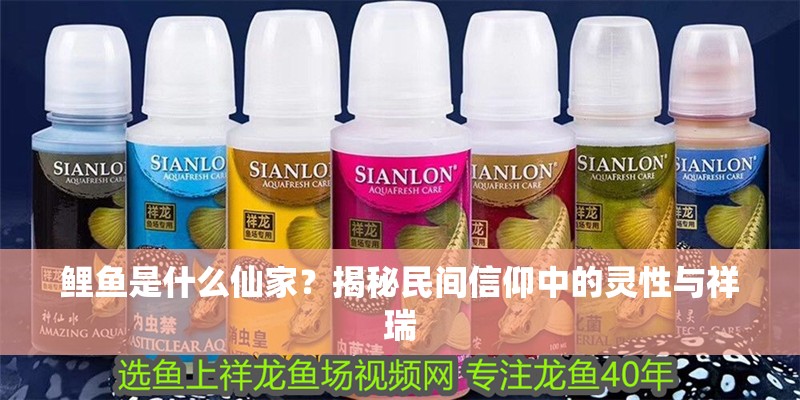 鯉魚是什么仙家？揭秘民間信仰中的靈性與祥瑞