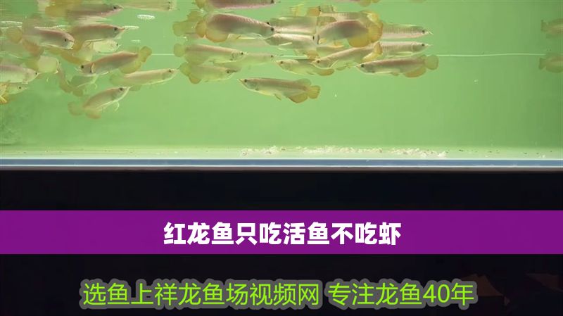 紅龍魚只吃活魚不吃蝦