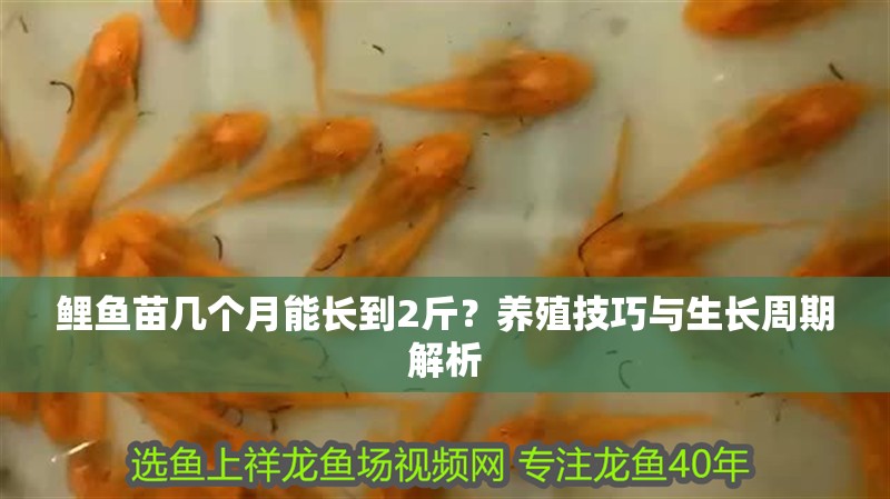 鯉魚苗幾個(gè)月能長(zhǎng)到2斤？養(yǎng)殖技巧與生長(zhǎng)周期解析