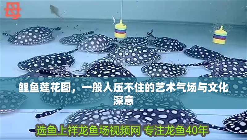 鯉魚蓮花圖，一般人壓不住的藝術氣場與文化深意