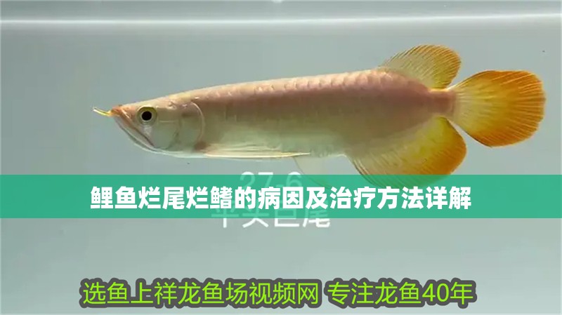 鯉魚爛尾爛鰭的病因及治療方法詳解 鯉魚爛尾爛鰭的病因及治療方法詳解 龍魚百科 第1張