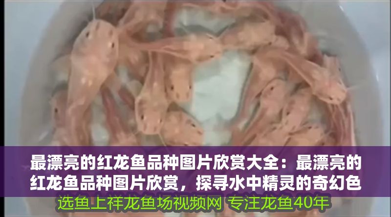 最漂亮的紅龍魚品種圖片欣賞大全：最漂亮的紅龍魚品種圖片欣賞，探尋水中精靈的奇幻色彩
