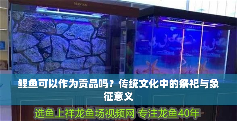 鯉魚可以作為貢品嗎？傳統文化中的祭祀與象征意義 鯉魚可以作為貢品嗎？傳統文化中的祭祀與象征意義 龍魚百科 第1張
