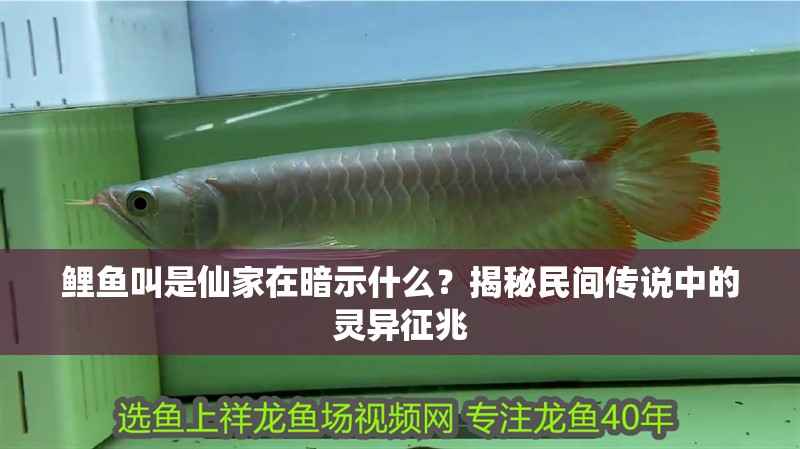 鯉魚叫是仙家在暗示什么？揭秘民間傳說中的靈異征兆