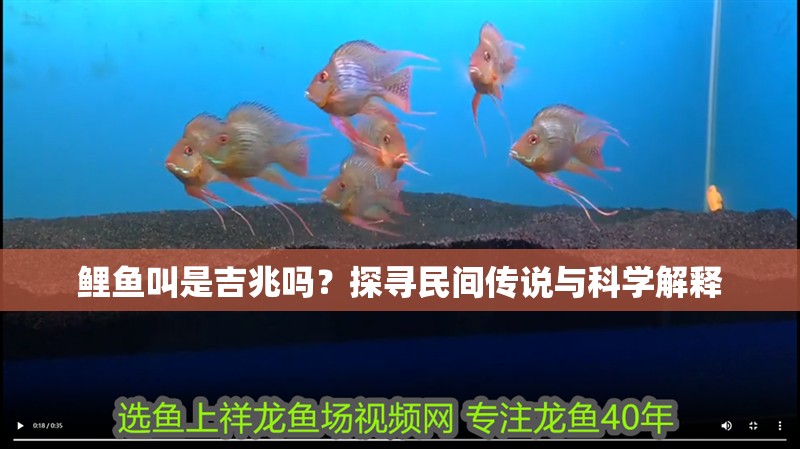 鯉魚(yú)叫是吉兆嗎？探尋民間傳說(shuō)與科學(xué)解釋