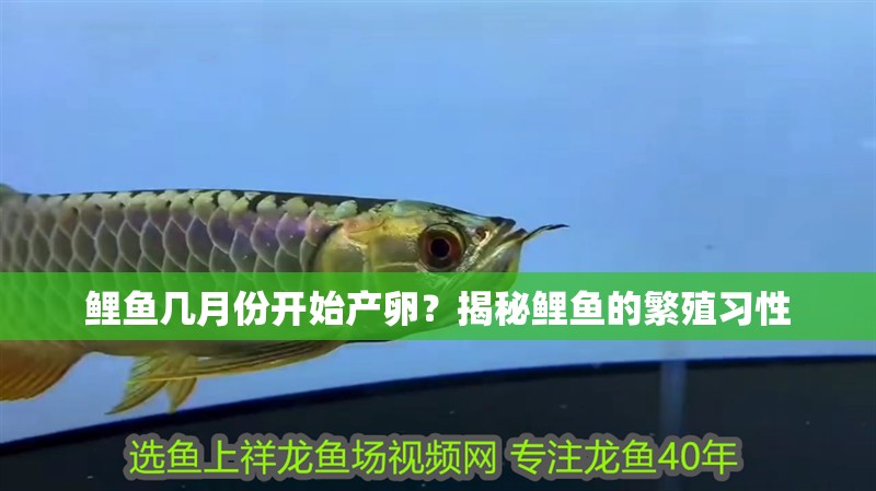 鯉魚(yú)幾月份開(kāi)始產(chǎn)卵？揭秘鯉魚(yú)的繁殖習(xí)性