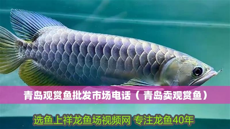青島觀賞魚批發市場電話（ 青島賣觀賞魚）