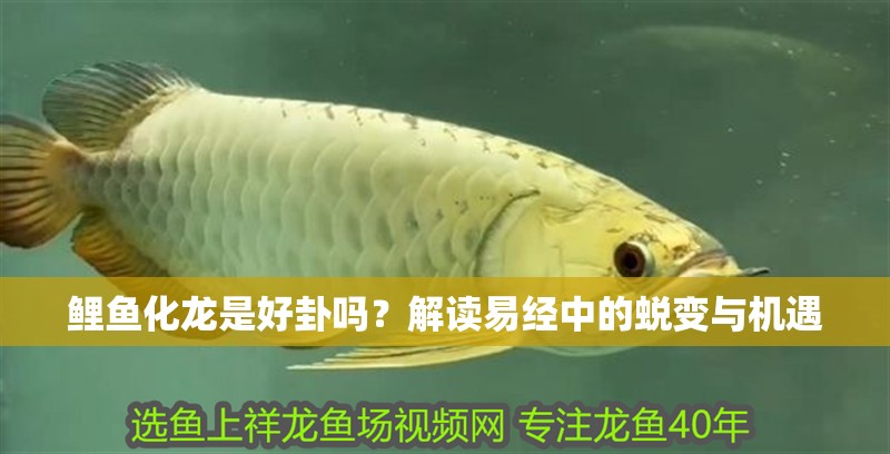 鯉魚化龍是好卦嗎？解讀易經(jīng)中的蛻變與機(jī)遇