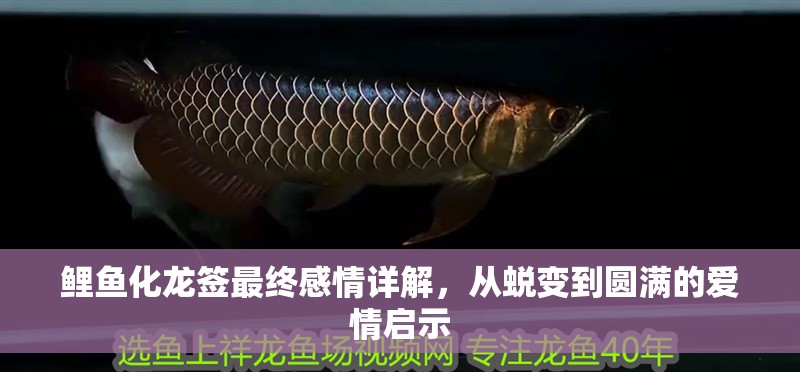 鯉魚化龍簽最終感情詳解，從蛻變到圓滿的愛情啟示