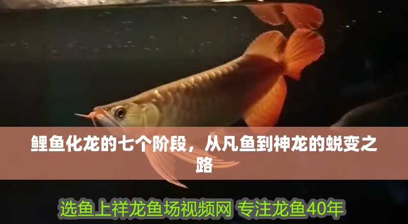 鯉魚化龍的七個階段，從凡魚到神龍的蛻變之路