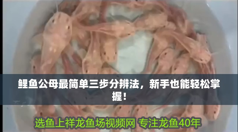 鯉魚公母最簡單三步分辨法，新手也能輕松掌握！
