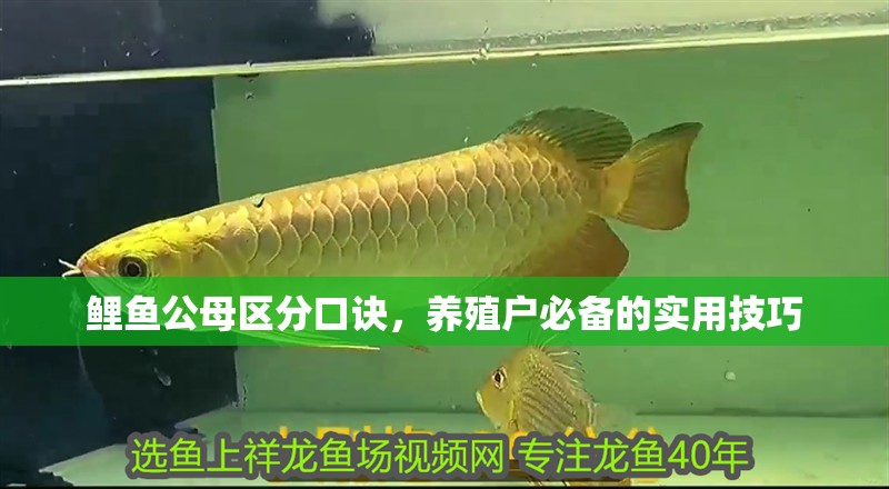鯉魚公母區(qū)分口訣，養(yǎng)殖戶必備的實用技巧
