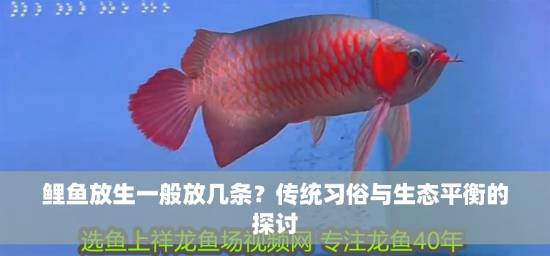 鯉魚放生一般放幾條?傳統習俗與生態平衡的探討 龍魚百科 第1張 鯉魚放生一般放幾條?傳統習俗與生態平衡的探討 鯉魚放生一般放幾條?傳統習俗與生態平衡的探討 龍魚百科 第1張
