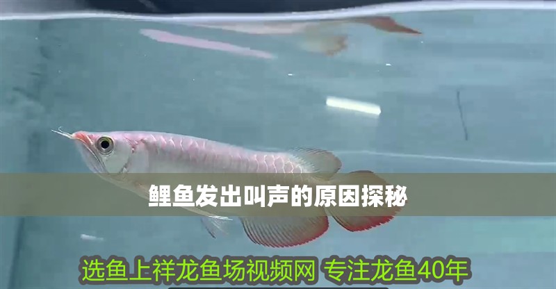 鯉魚(yú)發(fā)出叫聲的原因探秘
